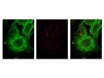 GLI3 Antibody in Immunocytochemistry (ICC/IF)