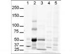 GLI3 Antibody in Western Blot (WB)