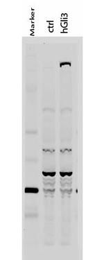 GLI3 Antibody in Western Blot (WB)