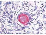 Delta-4 Antibody in Immunohistochemistry (Paraffin) (IHC (P))