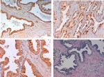 SLIT2 Antibody in Immunohistochemistry (Paraffin) (IHC (P))