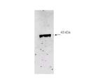 Neuraminidase (Neu2) Antibody in Western Blot (WB)