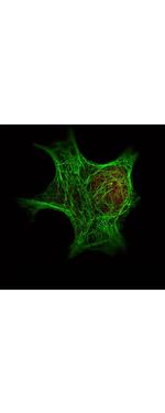 HDAC1 (C-terminus) Antibody in Immunocytochemistry (ICC/IF)