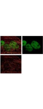 HDAC1 (C-terminus) Antibody in Immunocytochemistry (ICC/IF)