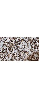 HDAC1 (C-terminus) Antibody in Immunohistochemistry (Paraffin) (IHC (P))