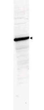 HDAC1 (C-terminus) Antibody in Western Blot (WB)