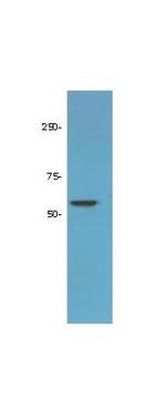 HDAC1 (C-terminus) Antibody in Western Blot (WB)