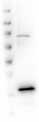 VDAC/Porin Antibody in Western Blot (WB)