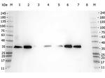 VDAC/Porin Antibody in Western Blot (WB)