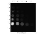 Phospho-CDC27 (Thr244) Antibody in Dot Blot (DB)