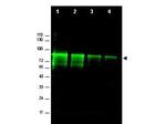 Mre11 Antibody in Western Blot (WB)