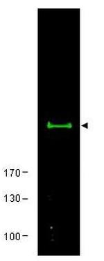 mTOR Antibody in Western Blot (WB)