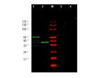 CHK1 Antibody in Western Blot (WB)