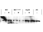 SMAD3 Antibody in Western Blot (WB)