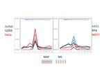 PCNA Antibody