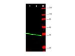 PCNA Antibody in Western Blot (WB)