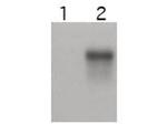 Cyclin E2 Antibody in Western Blot (WB)