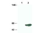 SMAD3 Antibody in Western Blot (WB)