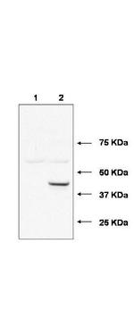 UBE2J1 Antibody in Western Blot (WB)