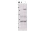 Phospho-Rock-2 (Tyr256) Antibody in Western Blot (WB)