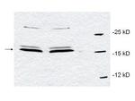 PIN1 Antibody in Western Blot (WB)