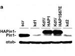 PIN1 Antibody in Western Blot (WB)