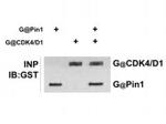 PIN1 Antibody in Western Blot (WB)