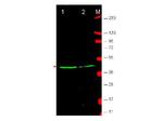 Wnt1 Antibody in Western Blot (WB)