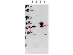 THRA Antibody in Western Blot (WB)