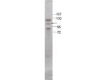 Stat5 Antibody in Western Blot (WB)