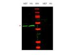 Oct-4 Antibody in Western Blot (WB)