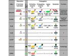 UBE2J2 Antibody