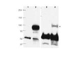 PRDM1 BLIMP1 Antibody in Western Blot (WB)