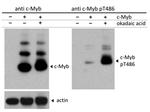 Phospho-C-Myb (Thr486) Antibody in Western Blot (WB)