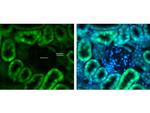 Glut2 Antibody in Immunohistochemistry (IHC)