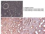 Glut2 Antibody in Immunohistochemistry (Paraffin) (IHC (P))