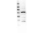 Glut2 Antibody in Western Blot (WB)