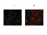 Phospho-JAM A (Tyr280) Antibody in Immunocytochemistry (ICC/IF)