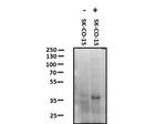 Phospho-JAM A (Tyr280) Antibody in Western Blot (WB)