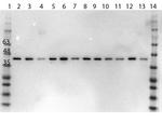 ERK2 C-Term Antibody in Western Blot (WB)