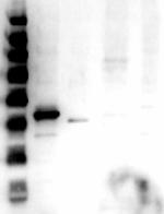 ERK1 C-Term Antibody in Western Blot (WB)