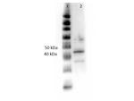 ERK1 C-Term Antibody in Western Blot (WB)