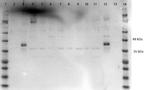 ERK1 C-Term Antibody in Western Blot (WB)