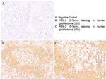 MEK1 C-Term Antibody in Immunohistochemistry (Paraffin) (IHC (P))