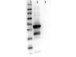 MEK1 C-Term Antibody in Western Blot (WB)