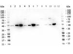 MEK1 C-Term Antibody in Western Blot (WB)