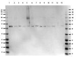 ERK2 Internal Antibody in Western Blot (WB)