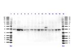 Pax7 Antibody in Western Blot (WB)