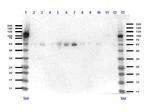 KLF4 Antibody in Western Blot (WB)