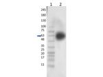 KLF4 Antibody in Western Blot (WB)